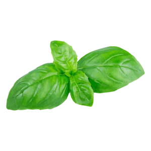 Basil PNG
