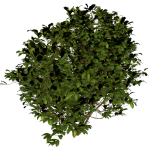 Bush PNG image