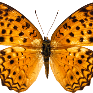 Orange butterfly PNG