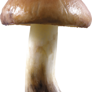 Mushroom PNG image