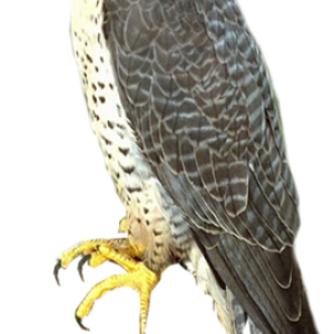 Falcon PNG