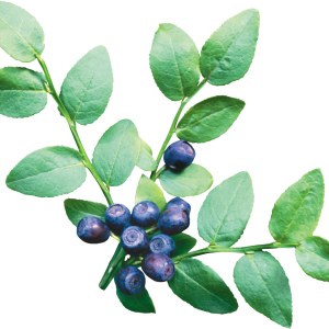 Blueberries PNG
