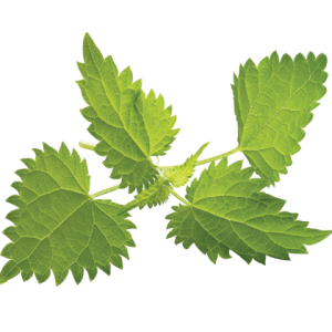 Nettle PNG