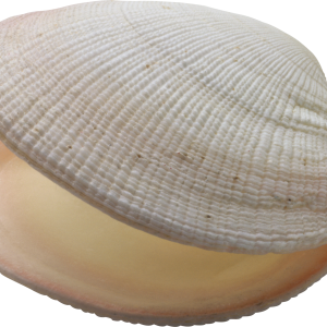 Seashell PNG