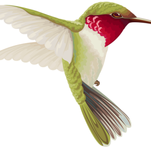 Hummingbird PNG