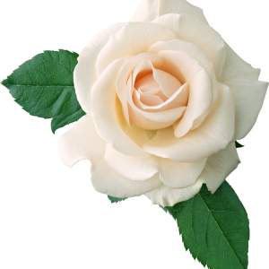 White rose PNG image, flower white rose PNG picture