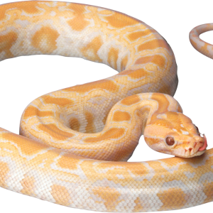 White snake PNG image picture download free
