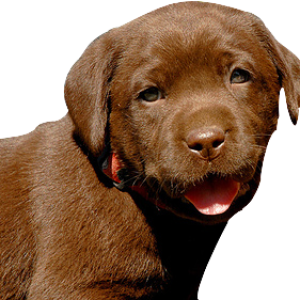 dog PNG image