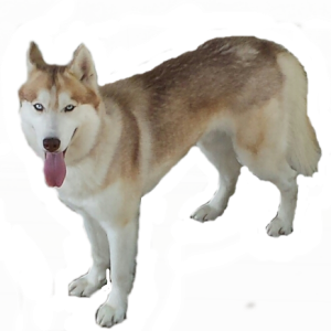 Husky PNG