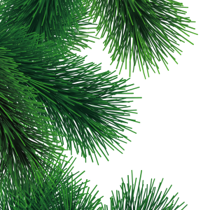 Fir-tree branch PNG image