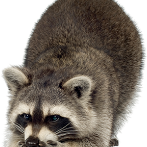 Raccoon PNG