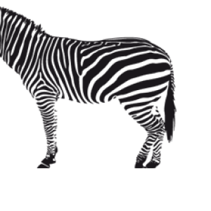 Zebra PNG image