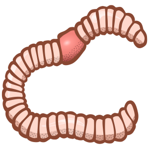 earthworm worm PNG