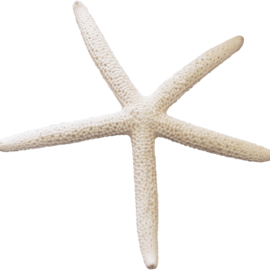 Starfish PNG