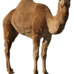 Camel PNG