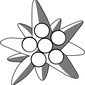 Edelweiss PNG