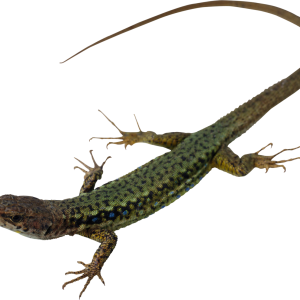 Gecko PNG