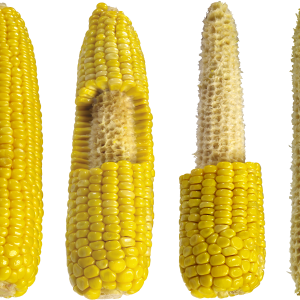 Corn PNG