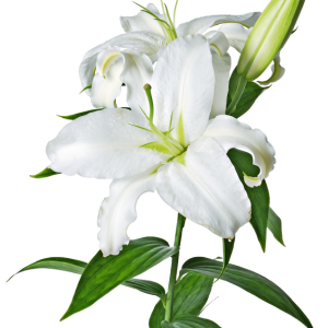 Lilium PNG