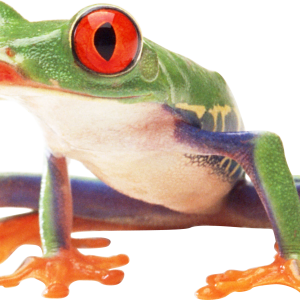 frog PNG image