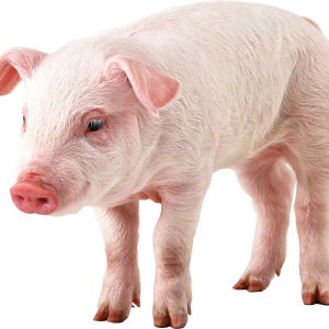 pig PNG image