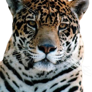 Leopard PNG