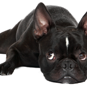 black small bulldog PNG
