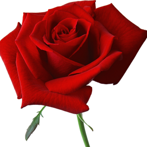 Red rose png image, free picture download