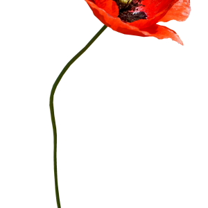 Poppy flower PNG