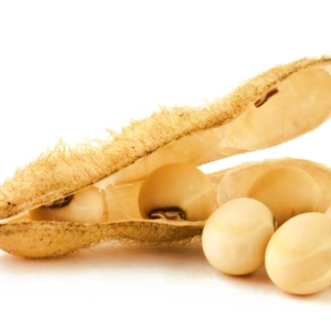 Soybean PNG