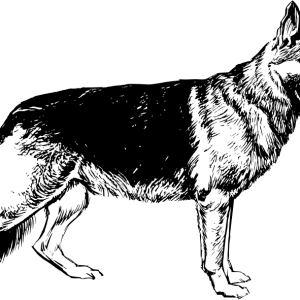 German Shepherd PNG