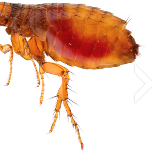 Flea PNG