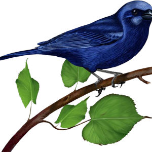 Bird PNG