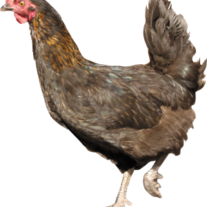 Chicken PNG image