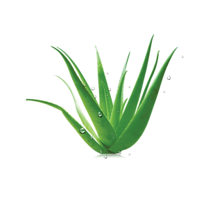 Aloe vera PNG