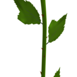 Rose PNG