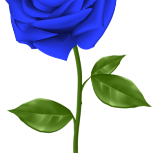 Rose PNG