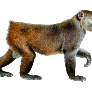 Monkey PNG