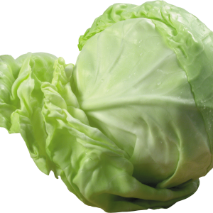 Cabbage PNG image