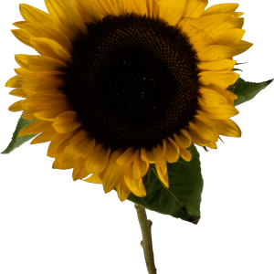 Sunflower PNG