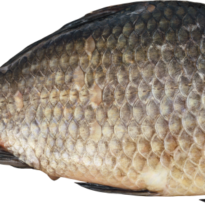 Fish PNG