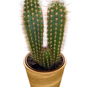 Cactus PNG image