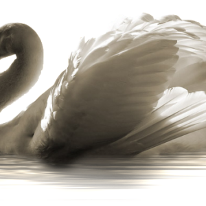Swan PNG