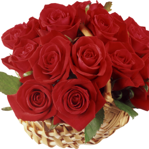 Rose PNG