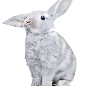 White rabbit PNG image