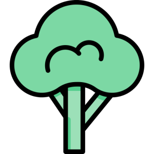 Broccoli PNG
