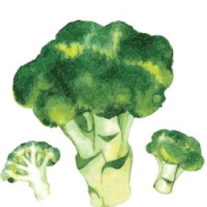 Broccoli PNG