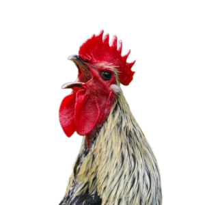 Cock PNG