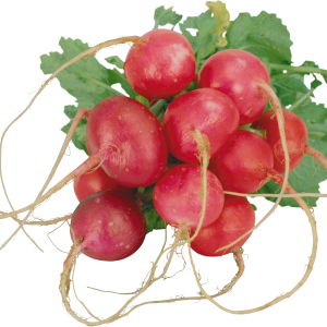 Radish PNG
