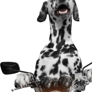 Dalmatian PNG